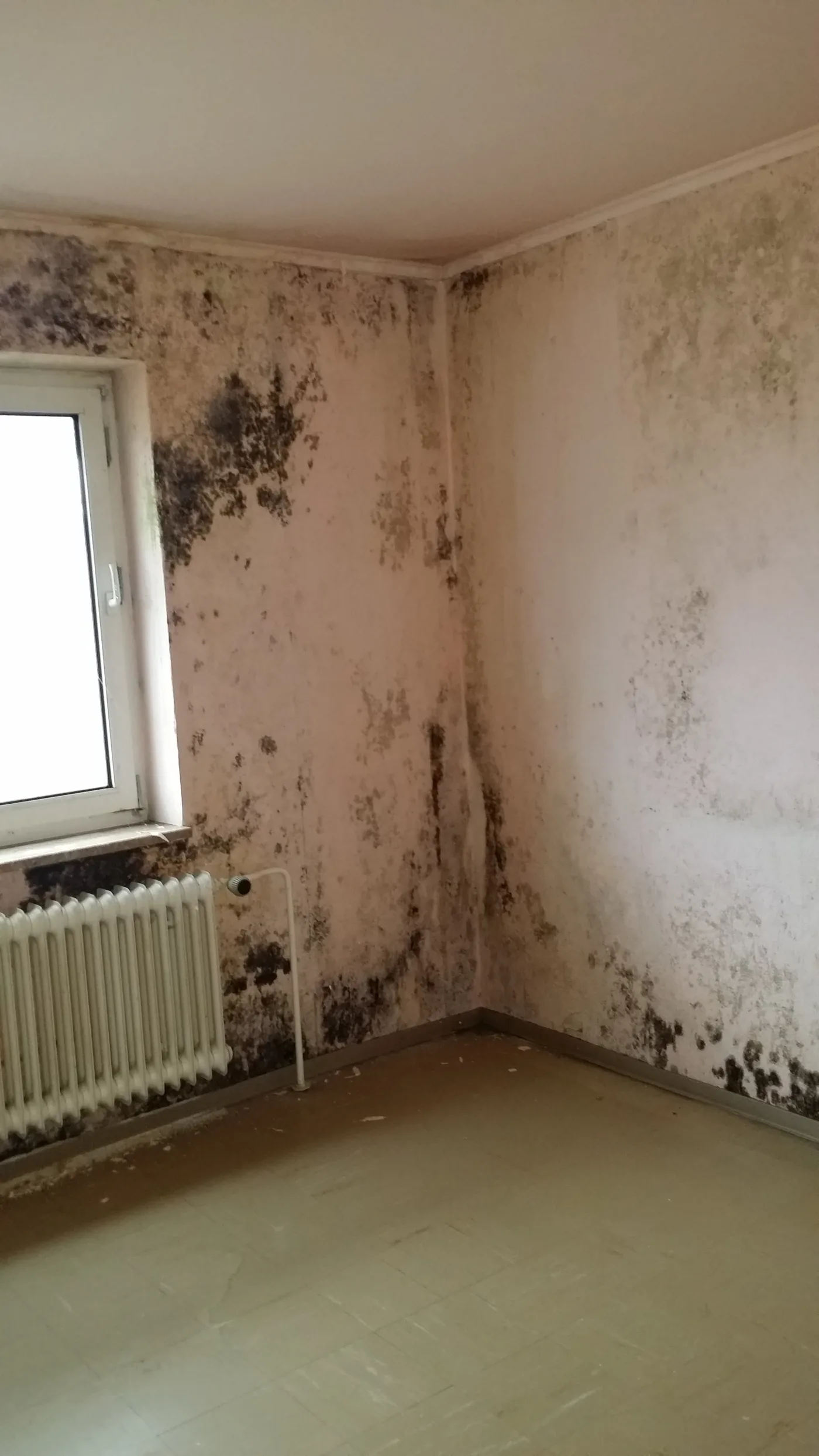 Decke und Wand über dem Fenster mit flächigem, dunklem Schimmelbefall.
